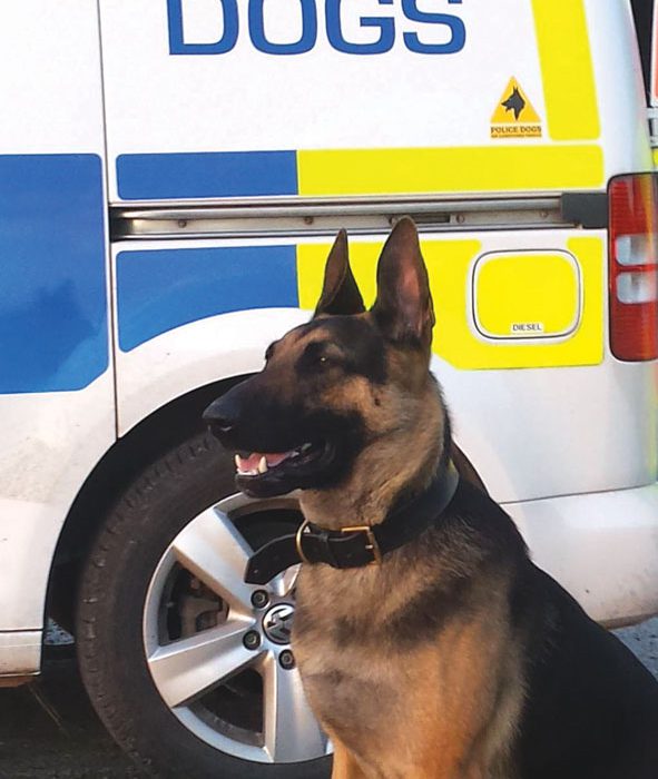 p15-police-dog-pic-provided